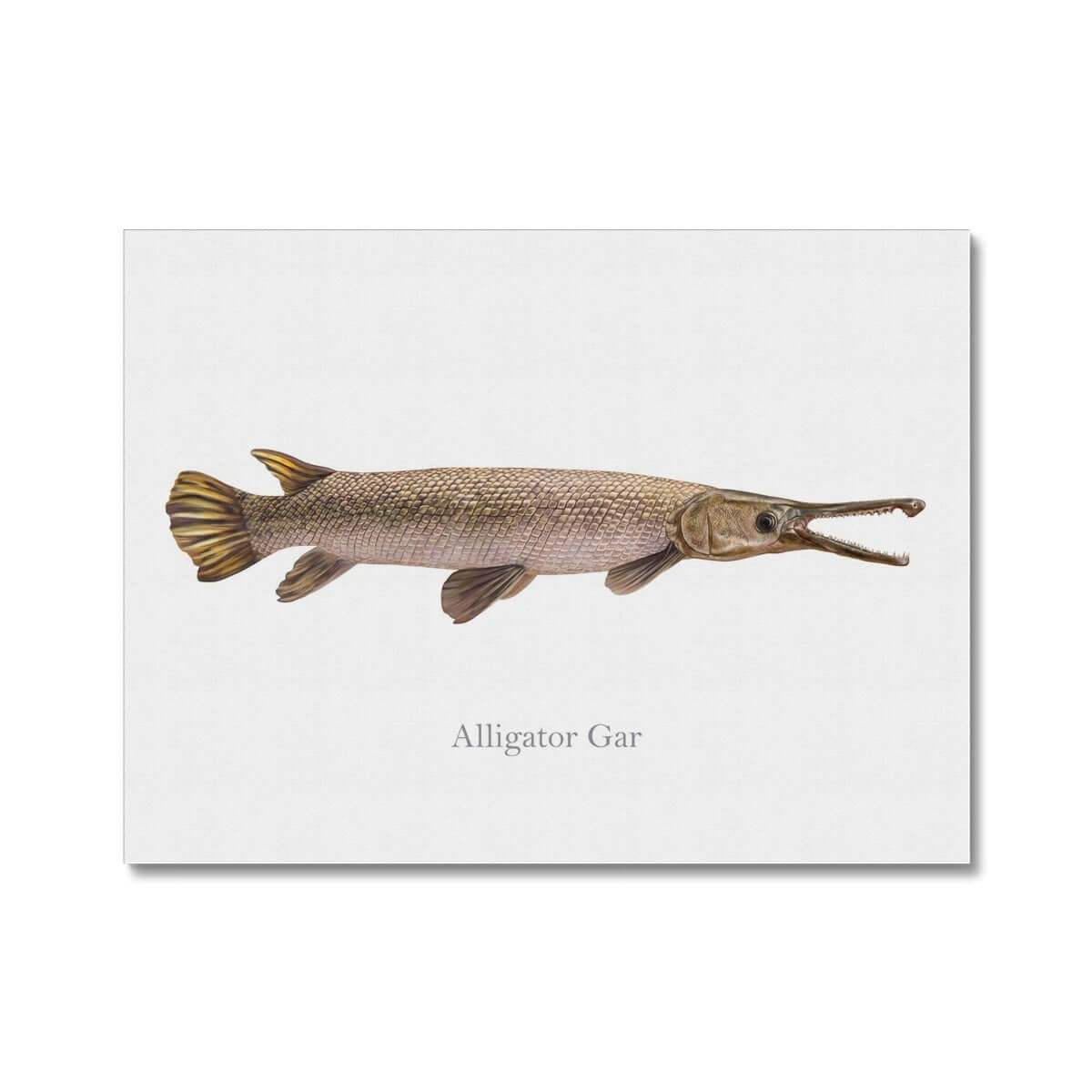 Illustration of an alligator gar fish with long snout and sharp teeth on a white background.