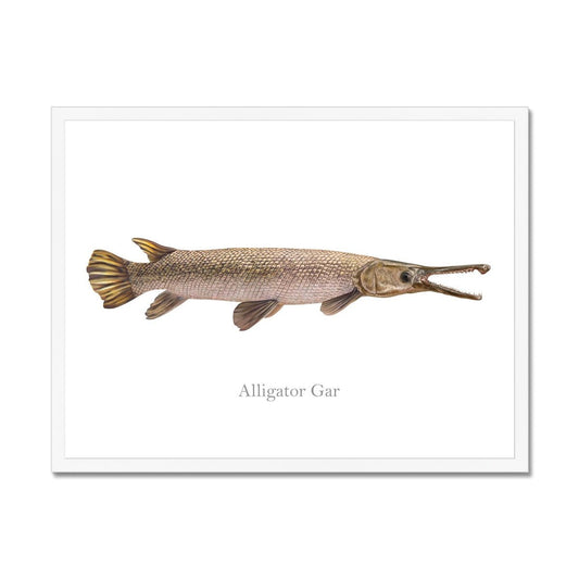 Alligator Gar - Framed Print - madfishlab.com