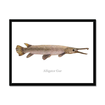 Alligator Gar - Framed Print - madfishlab.com