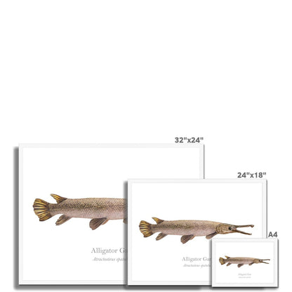 Alligator Gar - Framed Print - With Scientific Name - madfishlab.com