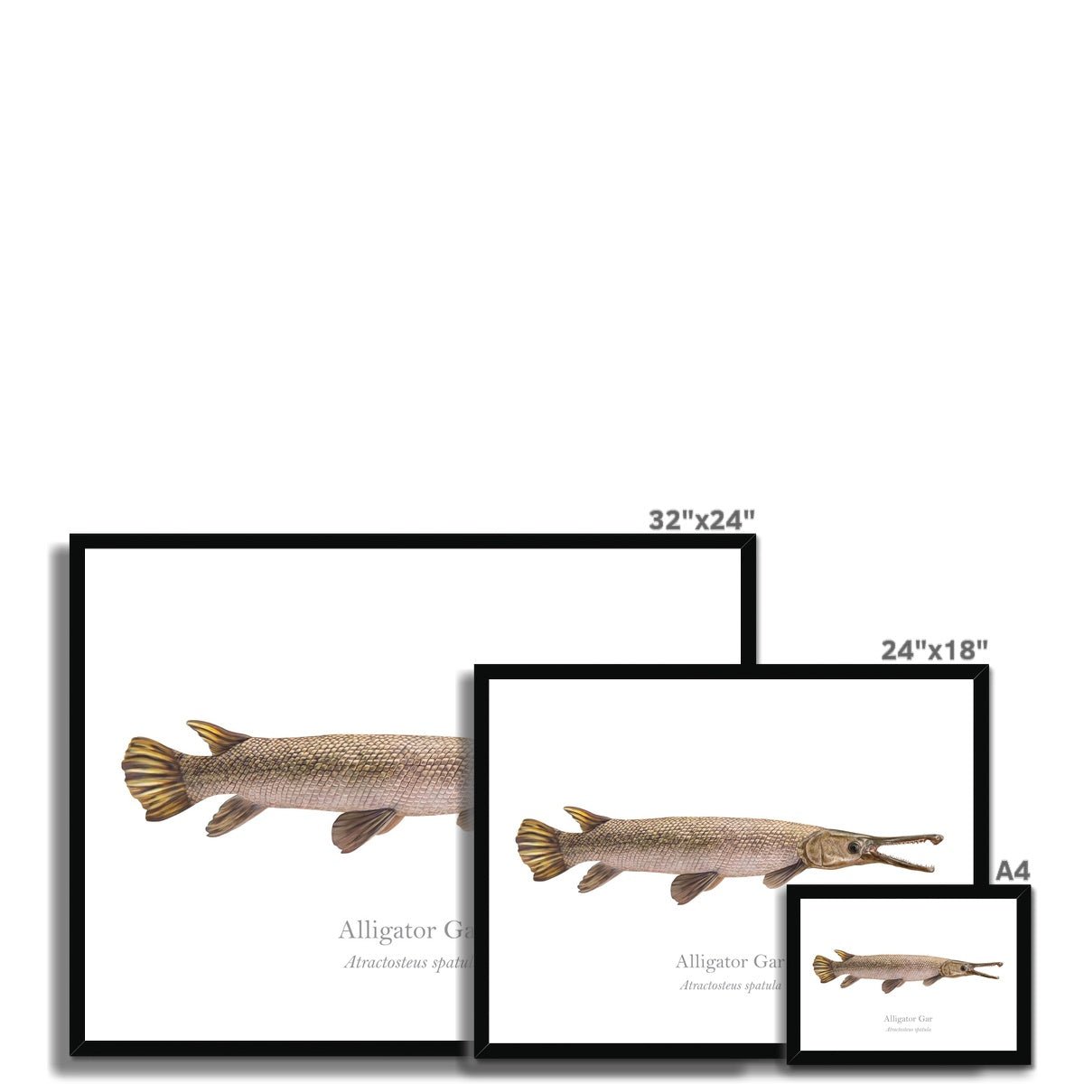 Alligator Gar - Framed Print - With Scientific Name - madfishlab.com