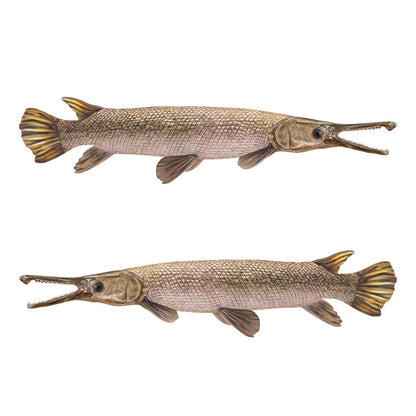 Alligator Gar Large Decals, Stickers | 16-60" | Left and Right Facing - madfishlab.com