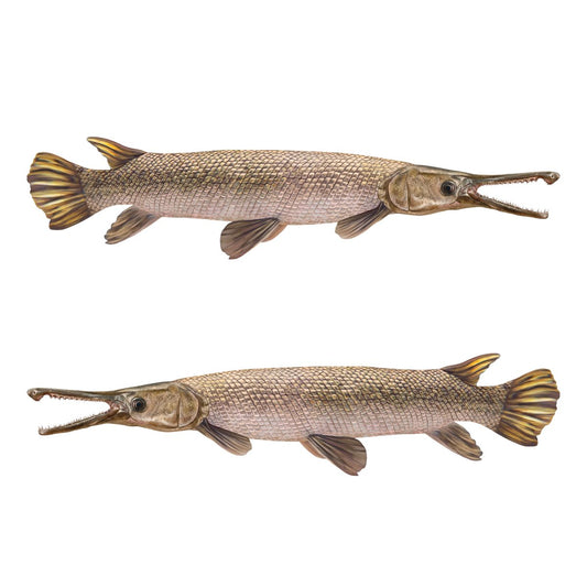 Alligator Gar Large Decals, Stickers | 16-60" | Left and Right Facing - madfishlab.com