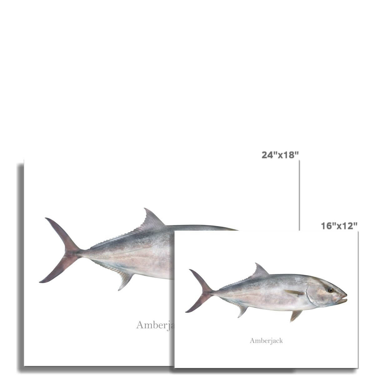 Amberjack - Art Print - madfishlab.com