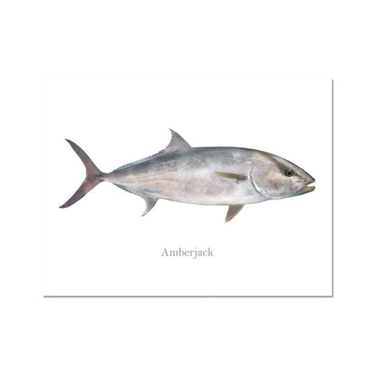 Amberjack - Art Print - madfishlab.com