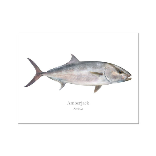 Amberjack - Art Print - With Scientific Name - madfishlab.com