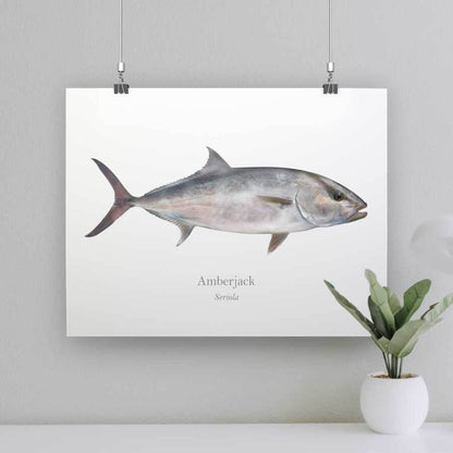 Amberjack - Art Print - With Scientific Name - madfishlab.com