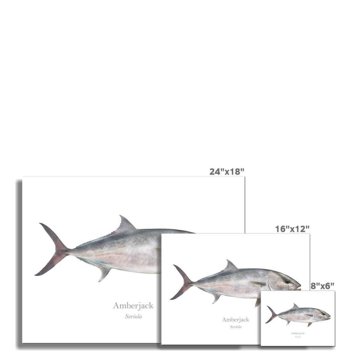 Amberjack - Art Print - With Scientific Name - madfishlab.com