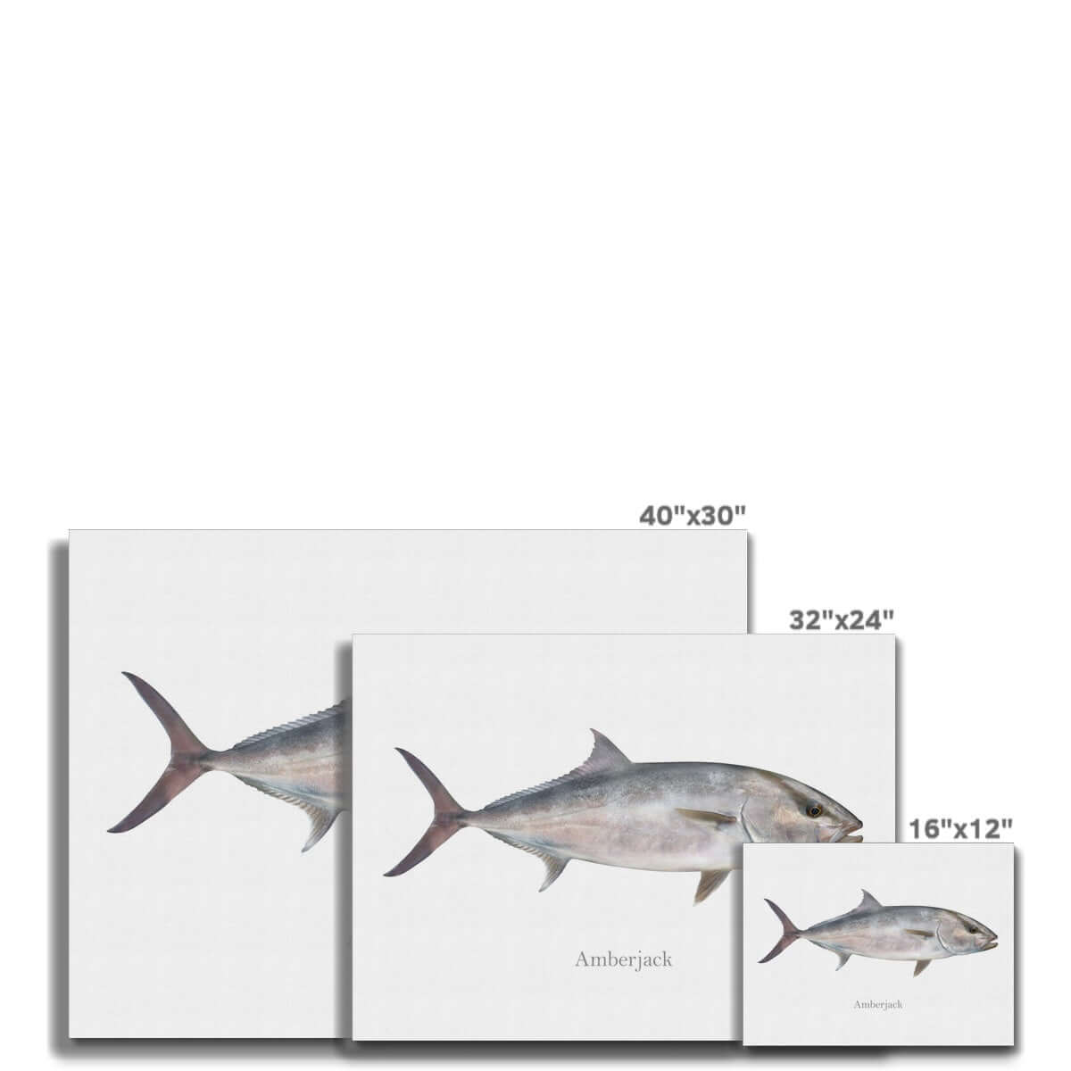 Three amberjack fish illustrations in various canvas sizes: 40"x30", 32"x24", 16"x12".