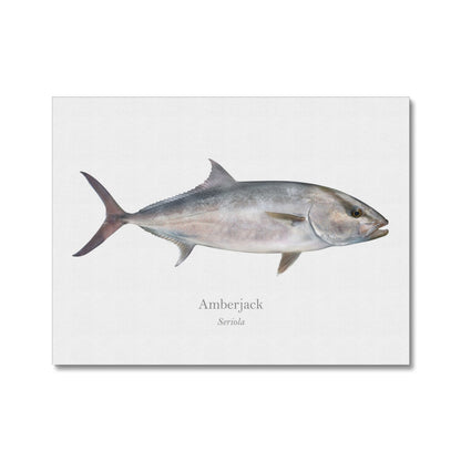 Amberjack - Canvas Print - With Scientific Name - madfishlab.com