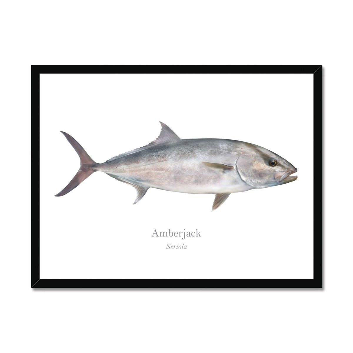 Amberjack - Framed Print - With Scientific Name - madfishlab.com