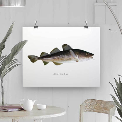 Atlantic Cod - Art Print - madfishlab.com