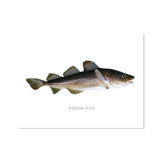 Atlantic Cod - Art Print - madfishlab.com