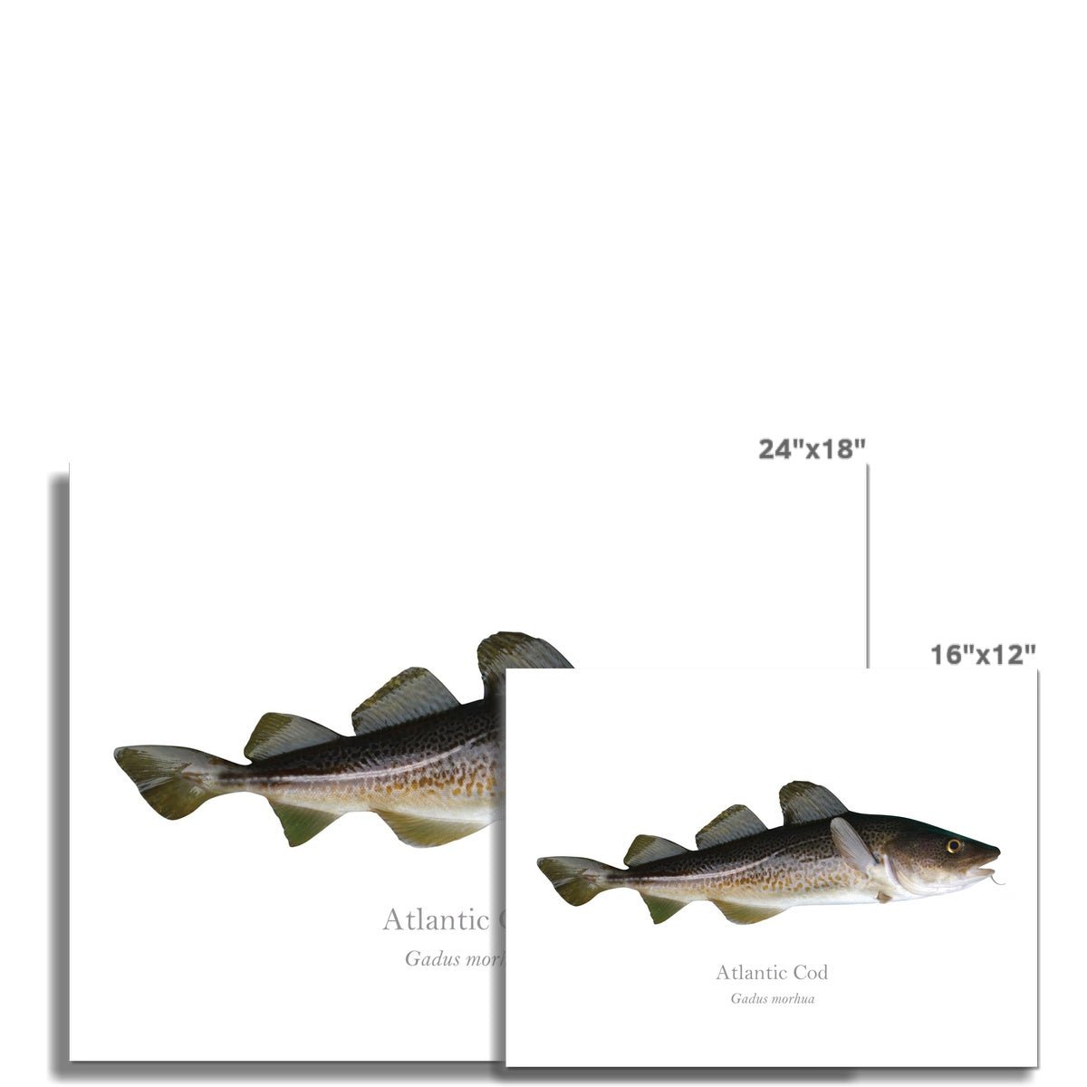 Atlantic Cod - Art Print - With Scientific Name - madfishlab.com