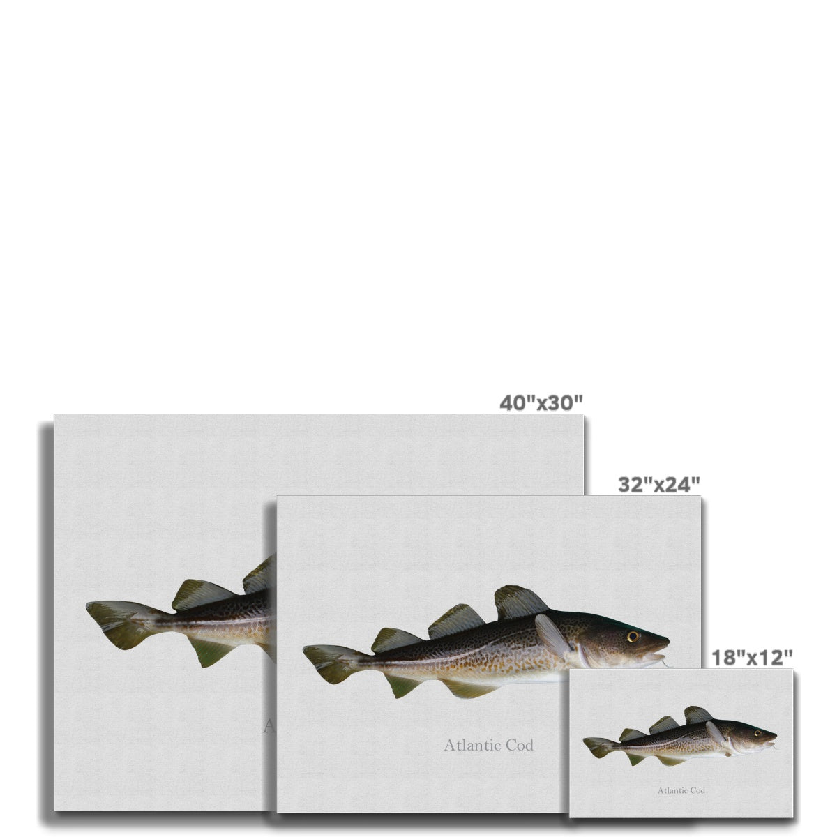 Atlantic Cod - Canvas Print - madfishlab.com