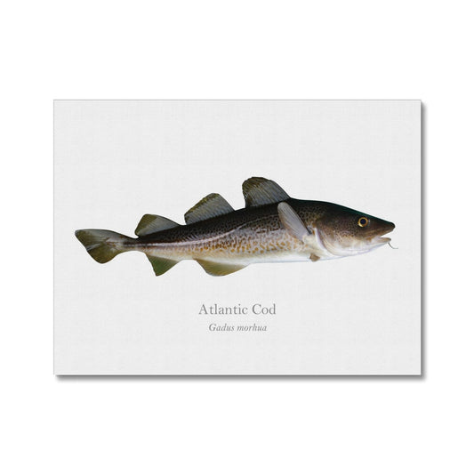 Atlantic Cod - Canvas Print - With Scientific Name - madfishlab.com