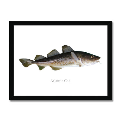 Atlantic Cod - Framed Print - madfishlab.com