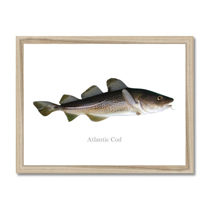 Atlantic Cod - Framed Print - madfishlab.com