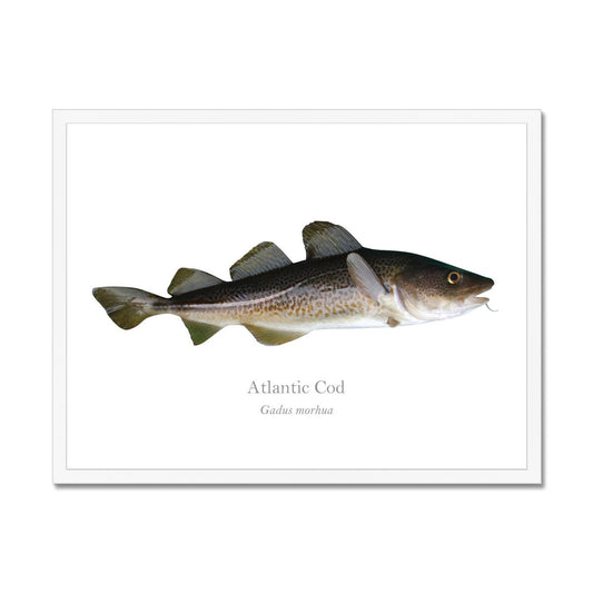 Atlantic Cod - Framed Print - With Scientific Name - madfishlab.com