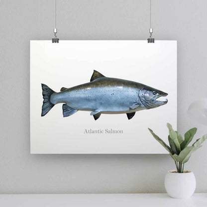 Atlantic Salmon - Art Print - madfishlab.com