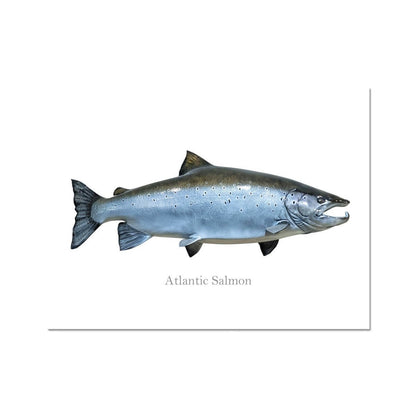 Atlantic Salmon - Art Print - madfishlab.com