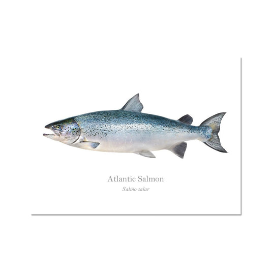 Atlantic Salmon - Art Print - With Scientific Name - madfishlab.com