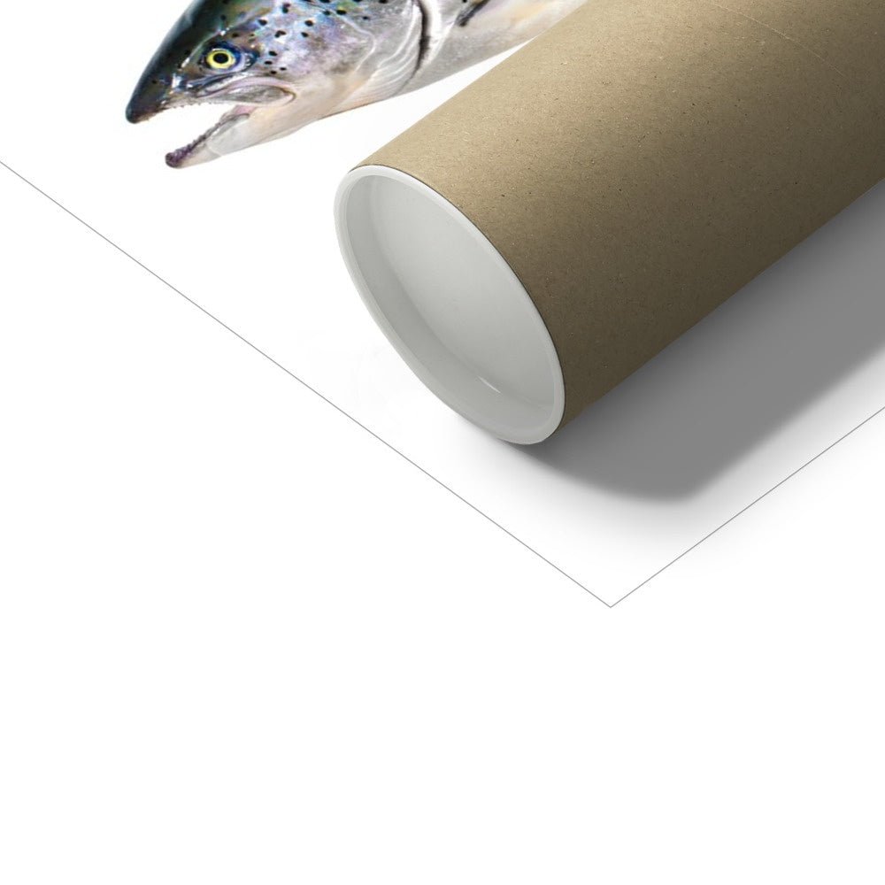 Atlantic Salmon - Art Print - With Scientific Name - madfishlab.com