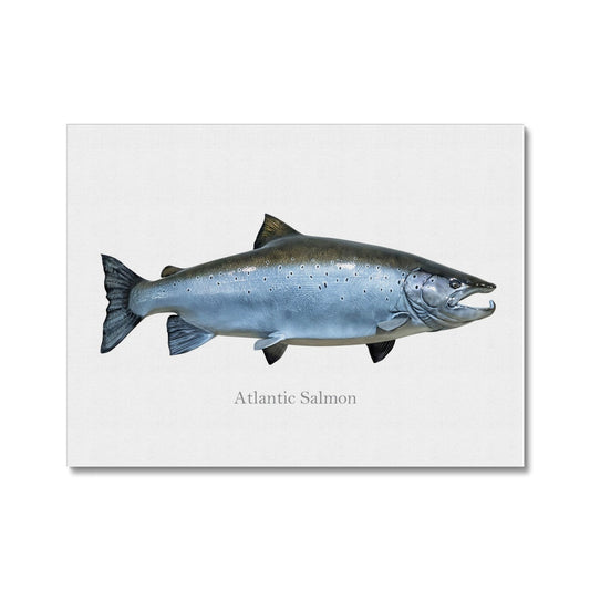 Atlantic Salmon - Canvas Print - madfishlab.com