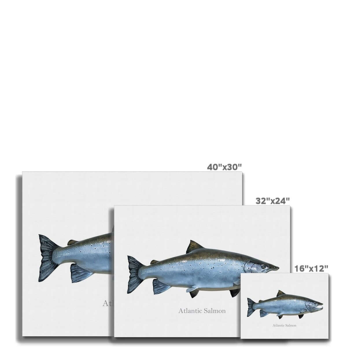 Atlantic Salmon - Canvas Print - madfishlab.com