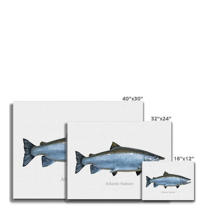 Atlantic Salmon - Canvas Print - madfishlab.com