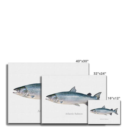 "Atlantic Salmon artwork in three sizes: 40x30, 32x24, and 16x12 inches"