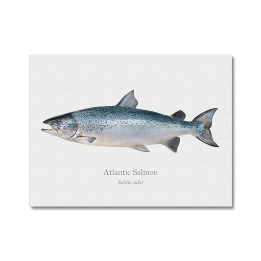 Atlantic Salmon - Canvas Print - With Scientific Name - madfishlab.com