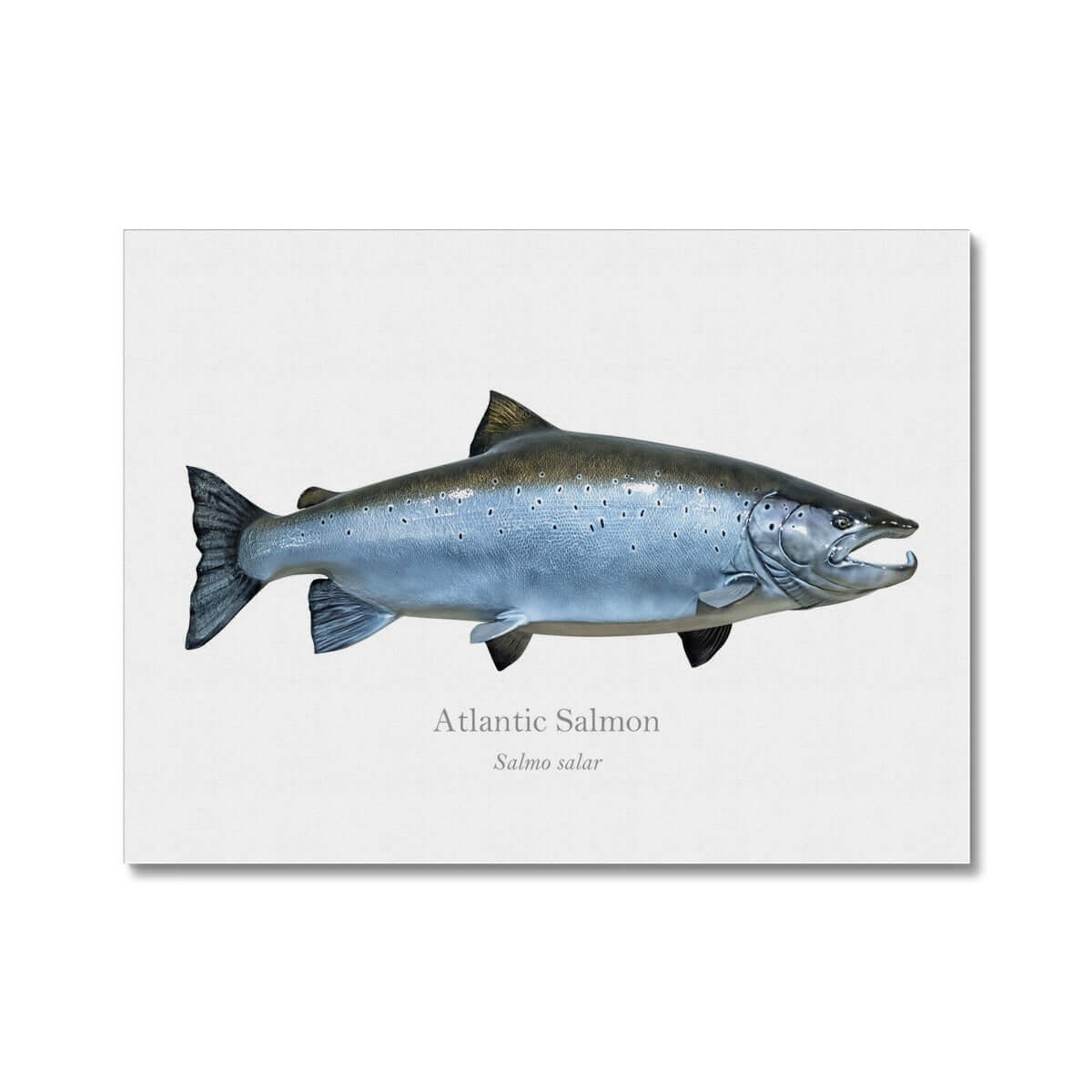 Atlantic Salmon - Canvas Print - With Scientific Name - madfishlab.com