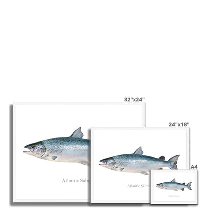 Atlantic Salmon - Framed Print - madfishlab.com