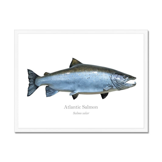 Atlantic Salmon - Framed Print - With Scientific Name - madfishlab.com