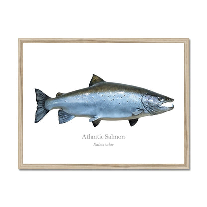 Atlantic Salmon - Framed Print - With Scientific Name - madfishlab.com