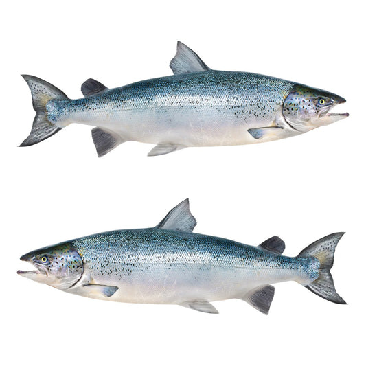 Atlantic Salmon Large Decals, Stickers | 16-60" | Left/Right Facing - madfishlab.com