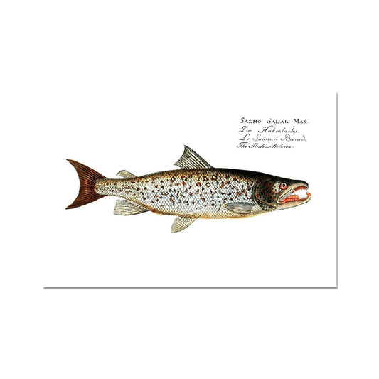 Atlantic Salmon - Vintage Art Print - madfishlab.com
