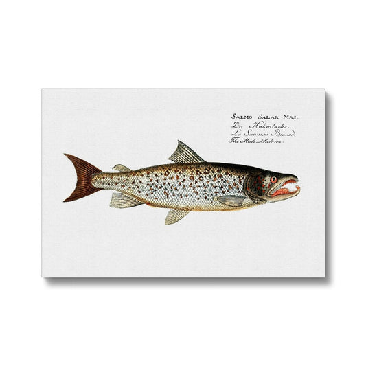 Atlantic Salmon - Vintage Canvas - madfishlab.com