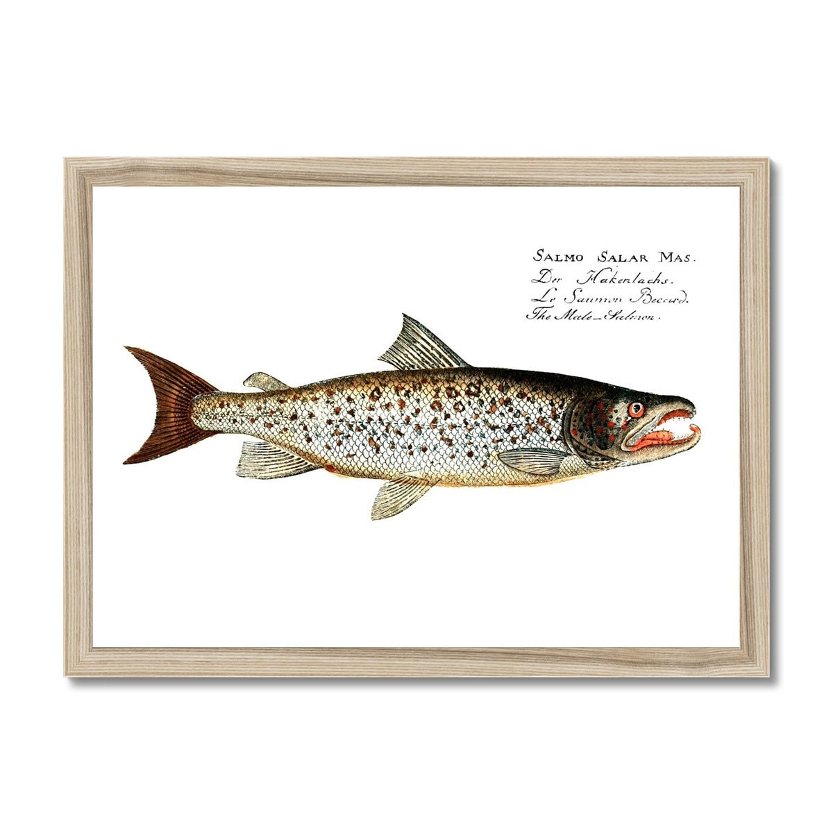Atlantic Salmon - Vintage Framed Print - madfishlab.com