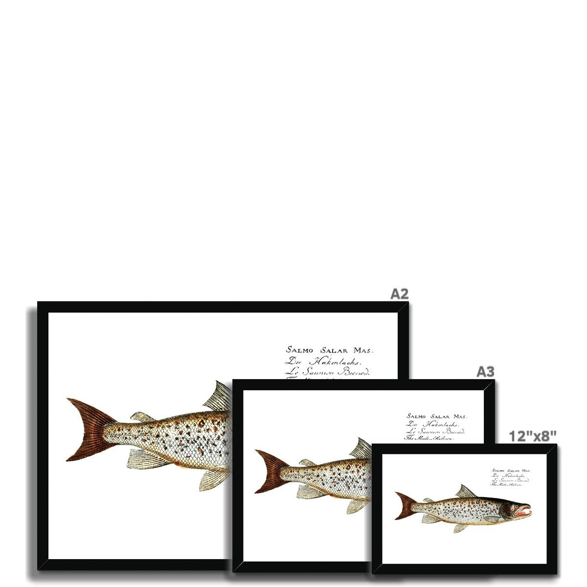 Atlantic Salmon - Vintage Framed Print - madfishlab.com
