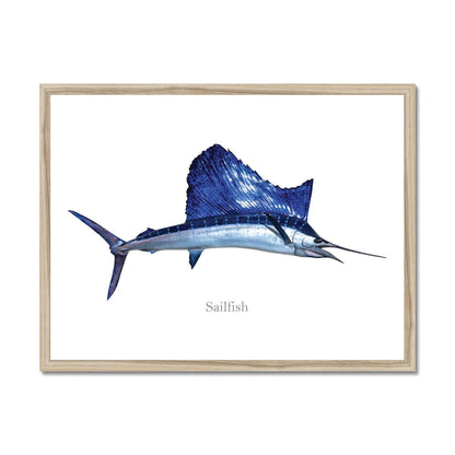 Sailfish - Framed Print