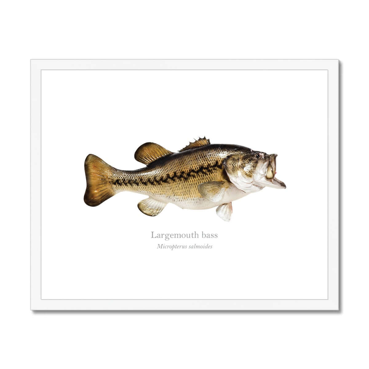 Largemouth Bass - Framed & Mounted Print - With Scientific Name