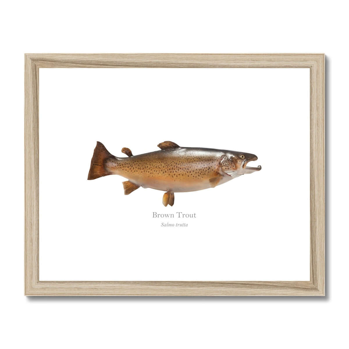 Brown Trout - Framed & Mounted Print - With Scientific Name