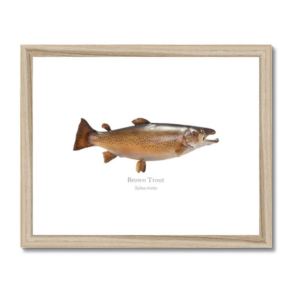 Brown Trout - Framed & Mounted Print - With Scientific Name