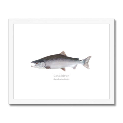 Coho Salmon - Framed & Mounted Print - With Scientific Name