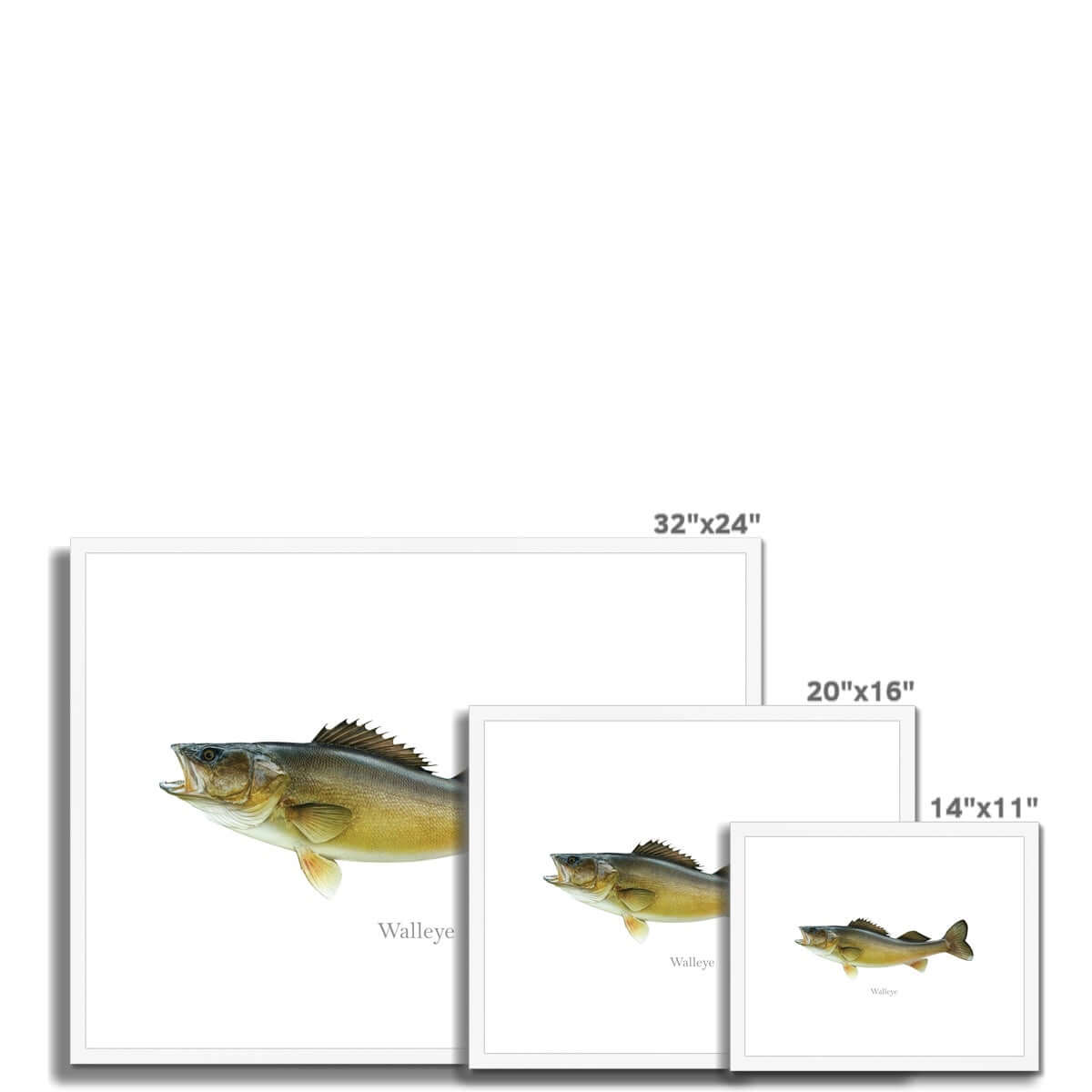 Walleye - Framed & Mounted Print