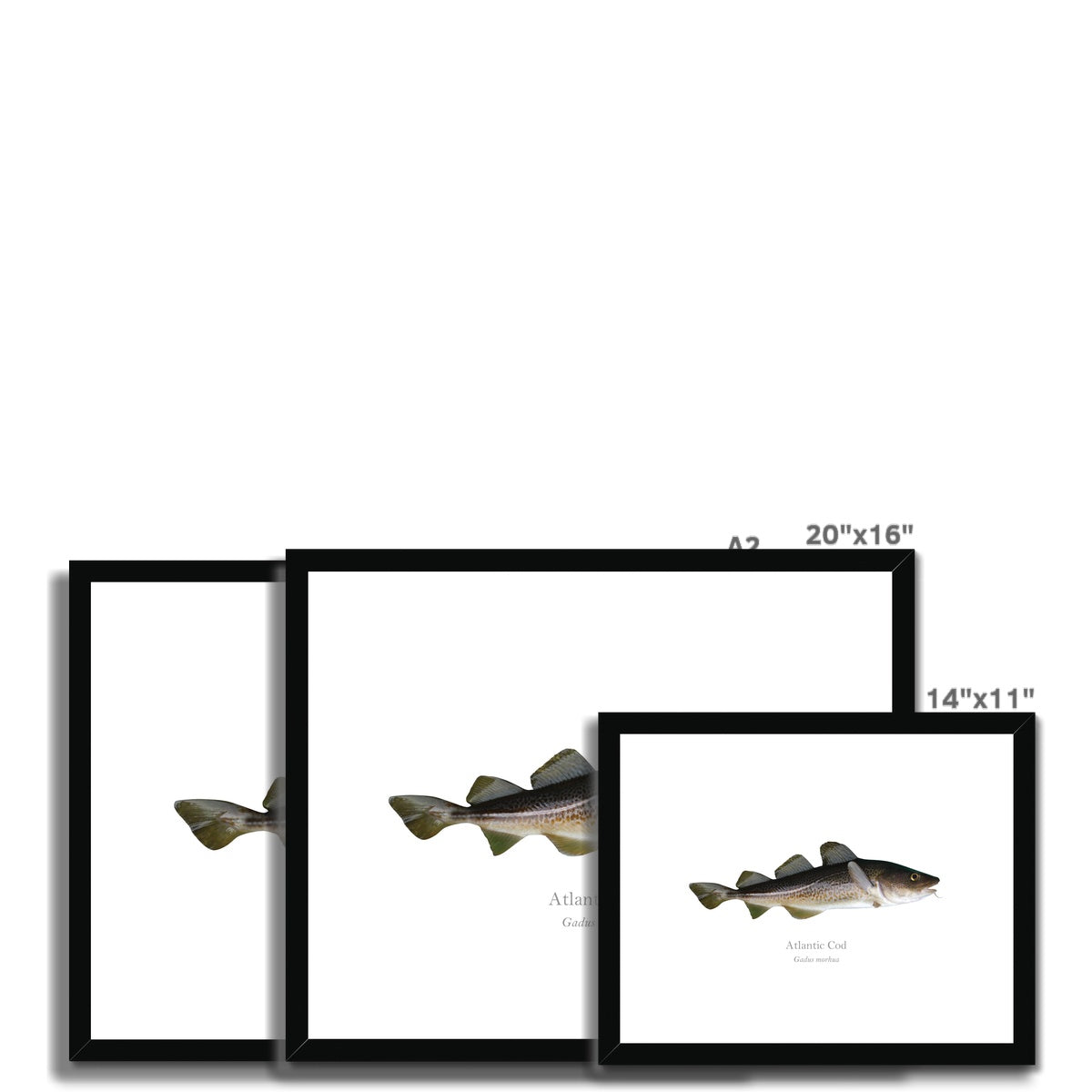 Atlantic Cod - Framed & Mounted Print - With Scientific Name