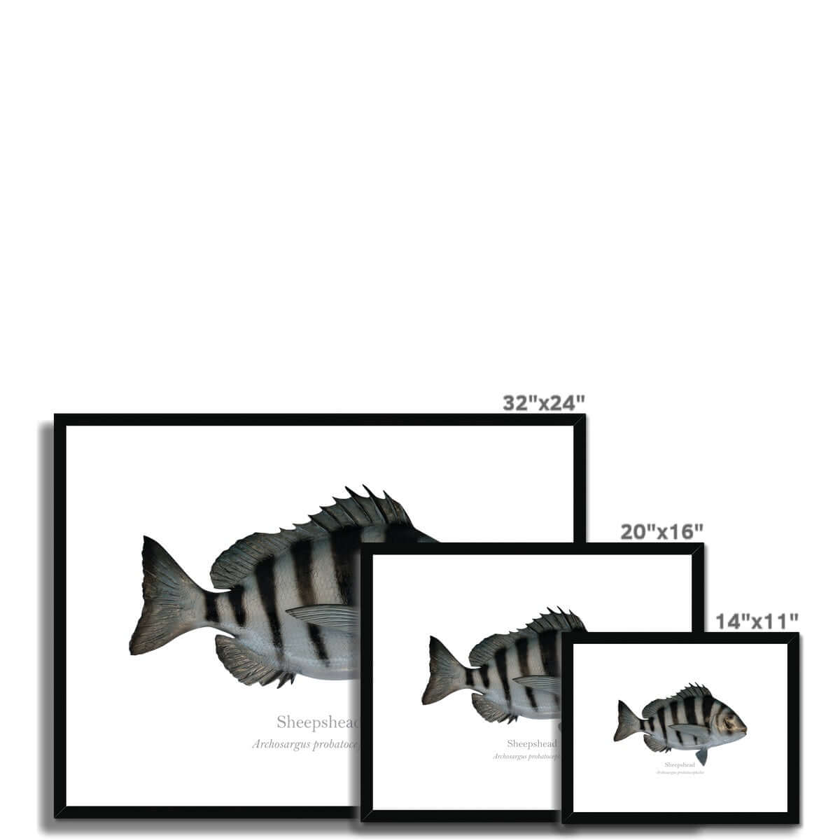 Sheepshead - Framed & Mounted Print - With Scientific Name