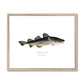 Atlantic Cod - Framed & Mounted Print - With Scientific Name